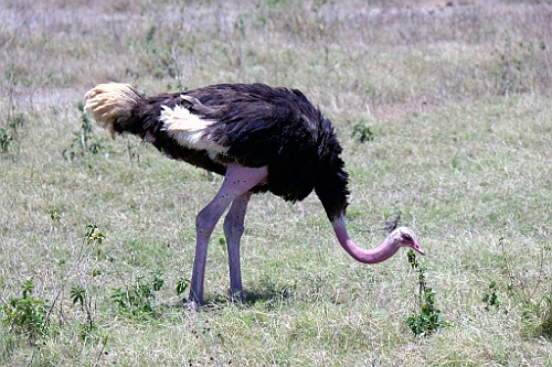 Kenia (199)